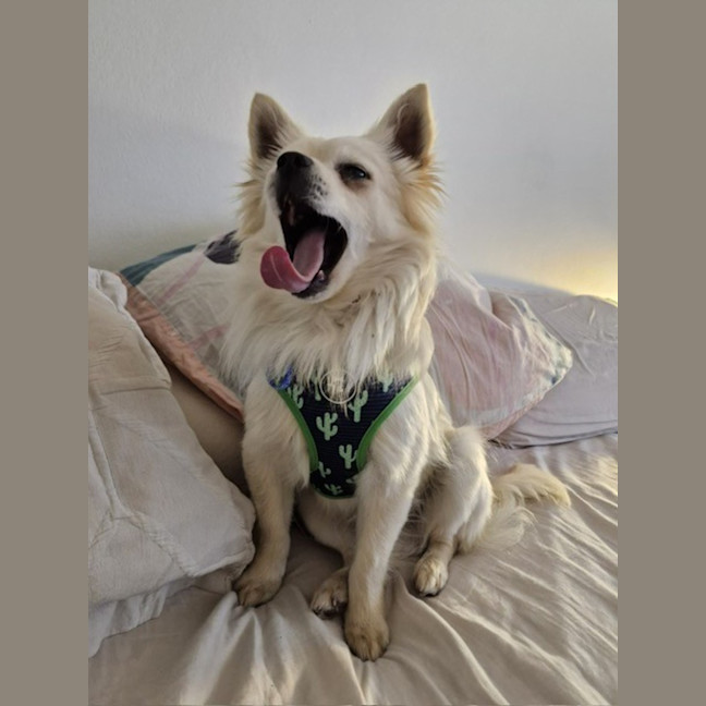 Photo of Dumpling   10 Month Old Pomeranian X Spitz