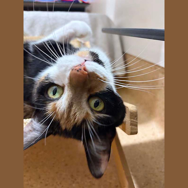 Photo of Georgie