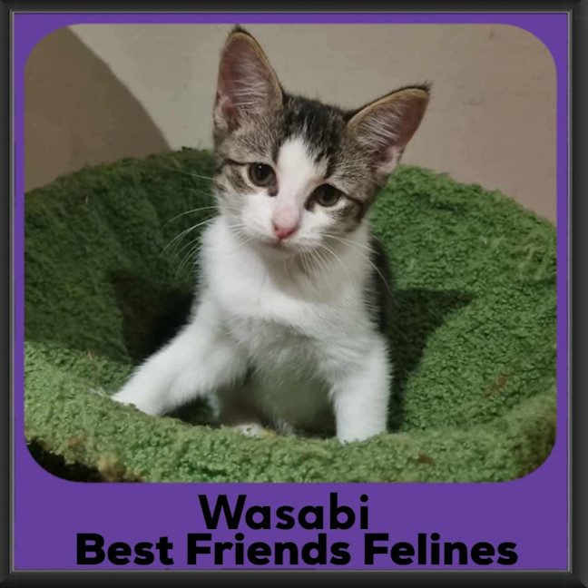 Photo of Wasabi 