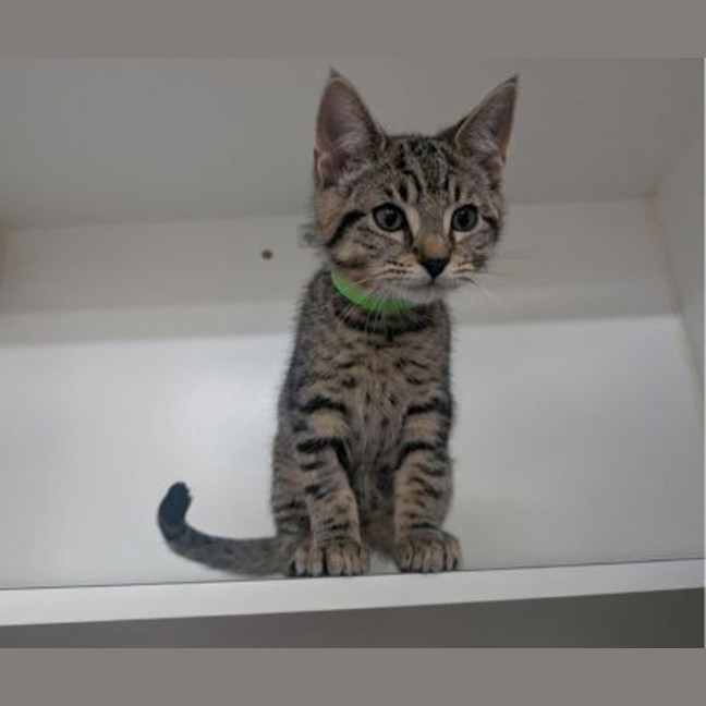 Photo of Guinness