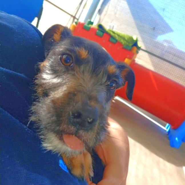 Photo of Bibi