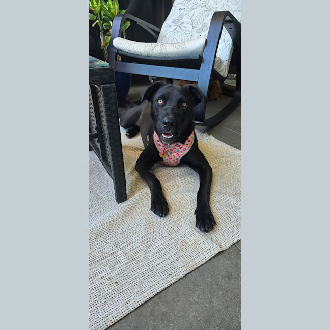 Photo of Merryweather