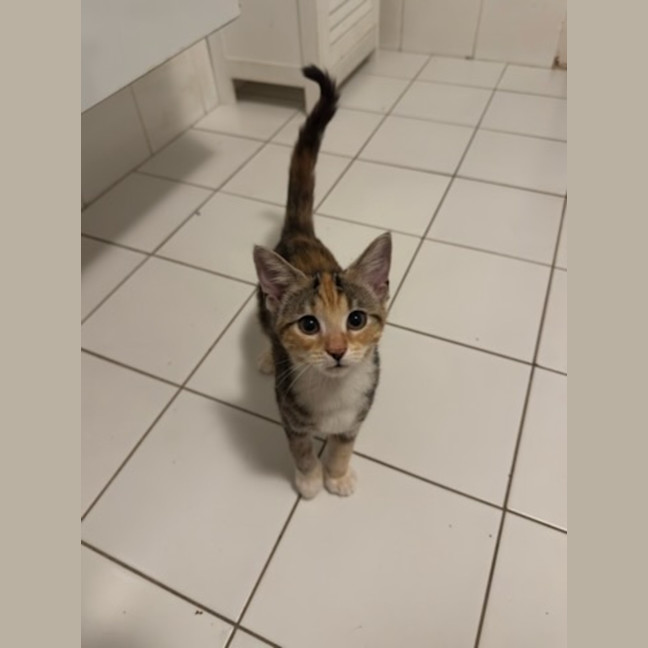 Photo of Aphrodite   Ringworm Special $49