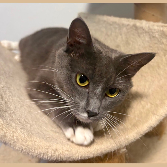 Photo of Arkham **2nd Chance Cat Rescue**