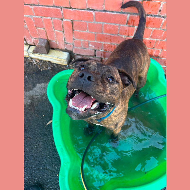 Photo of Ralphy Aka Wreck It Ralph