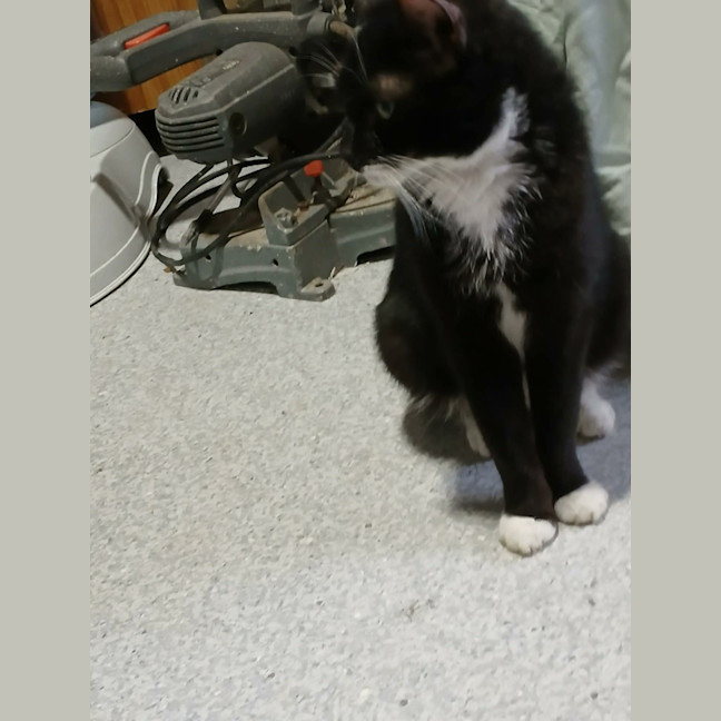 Photo of Sasha *9 Lives Project Rescue*