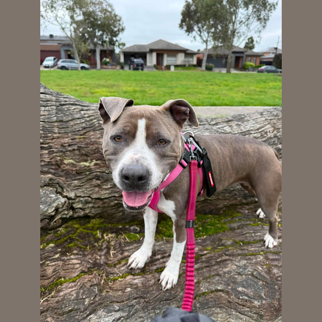 Photo of Tilly "Foster To Adopt"