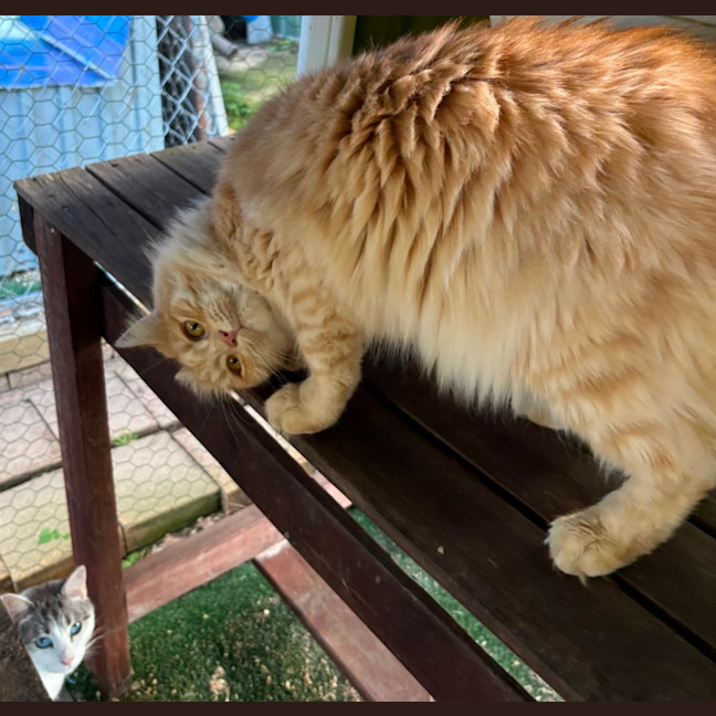 Photo of Citrine