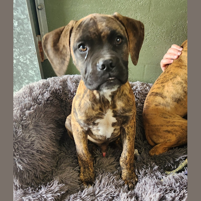 Photo of Danny Green (68345)