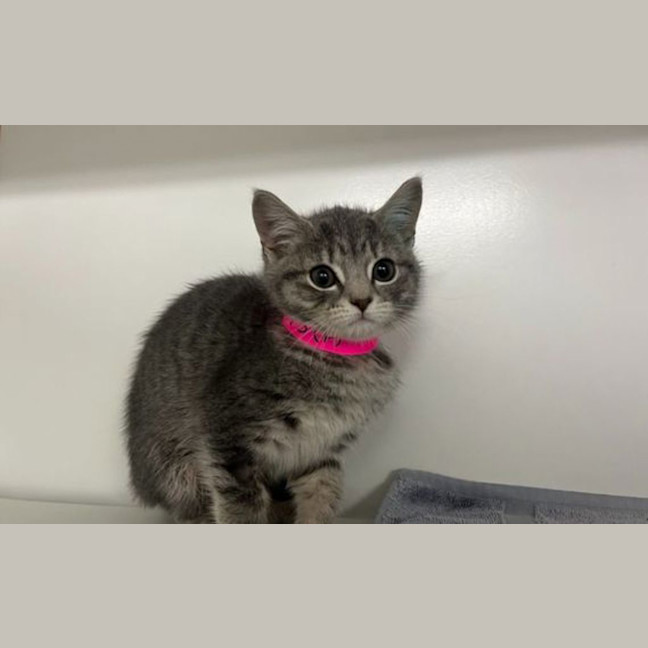Photo of Annie