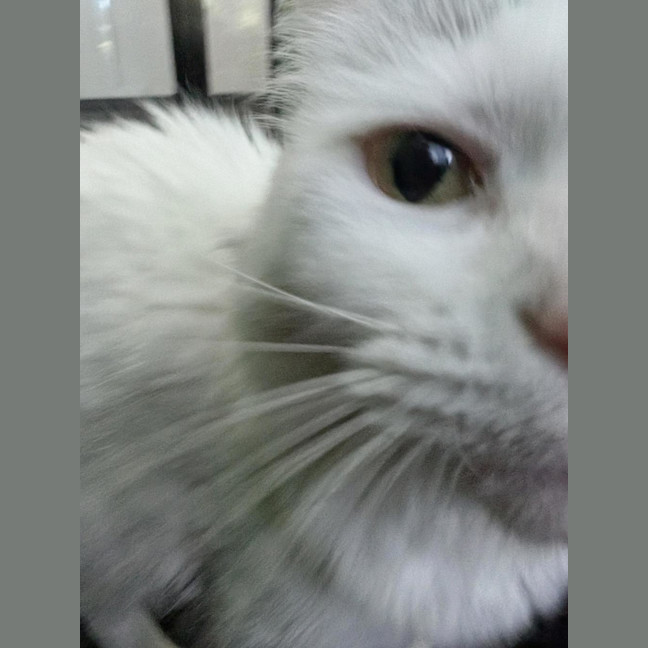 Photo of Snowy ( Bonded With Sylvie )