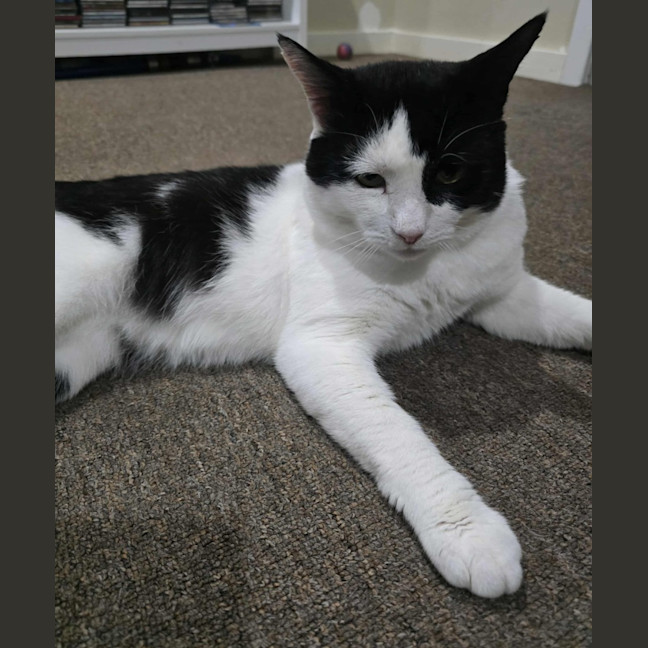 Photo of Frankie   4 Year Old Domestic Short Hair