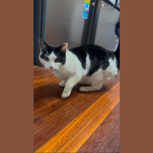 Photo of Missy Moo