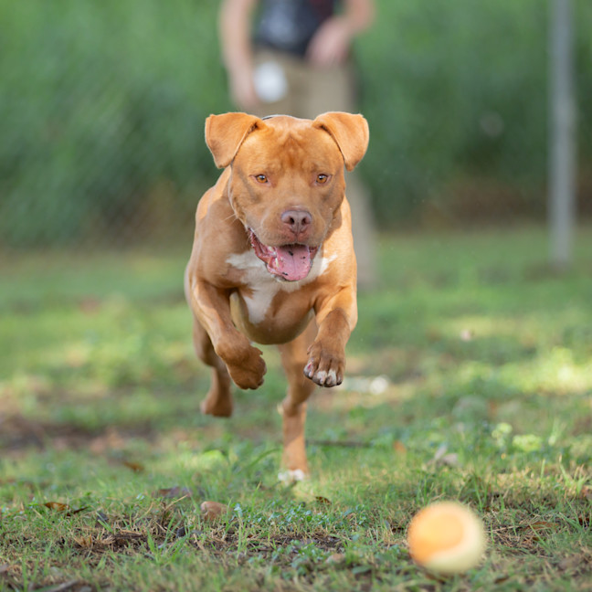 Photo of Tucker