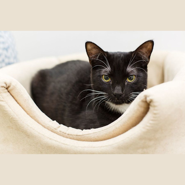 Photo of Jimmy *9 Lives Project Rescue*