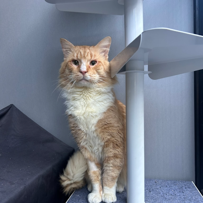 Photo of King Curtis