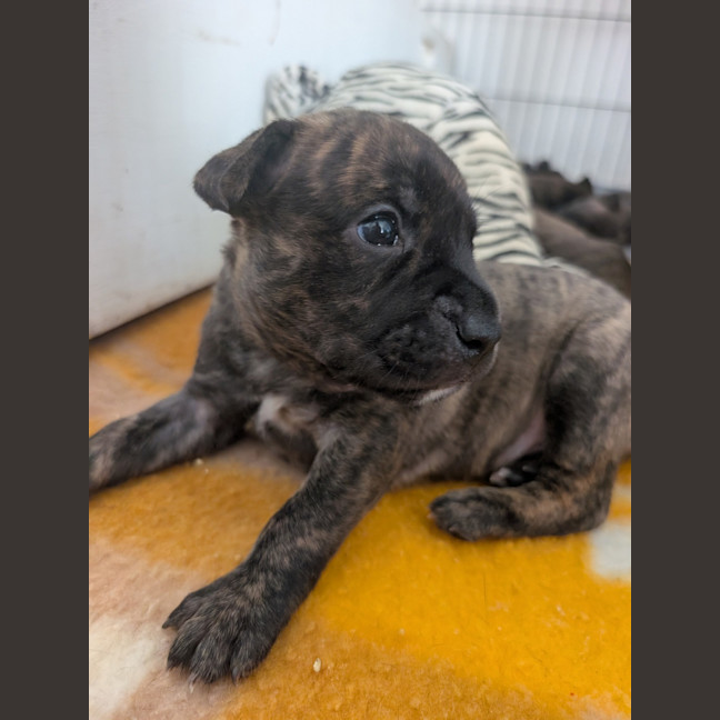 Photo of Cobalt