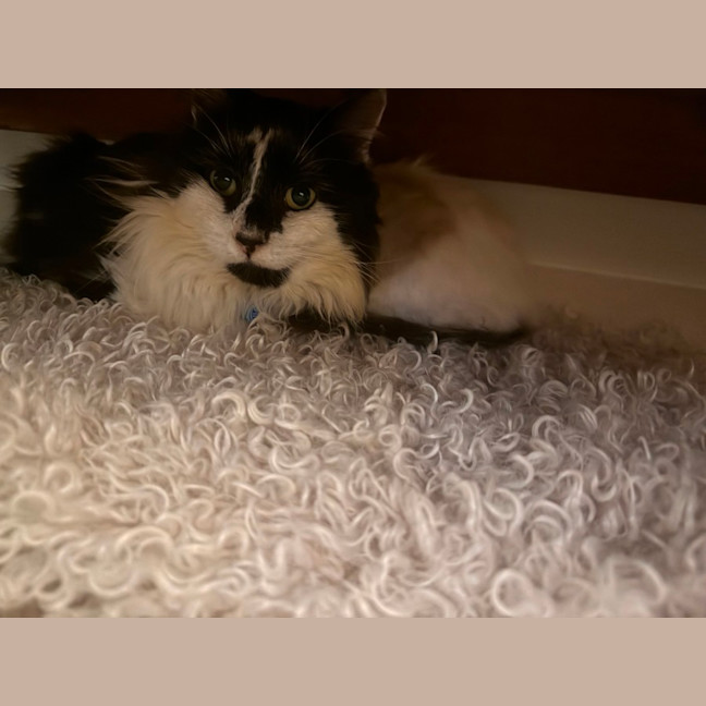 Photo of Sam Sam
