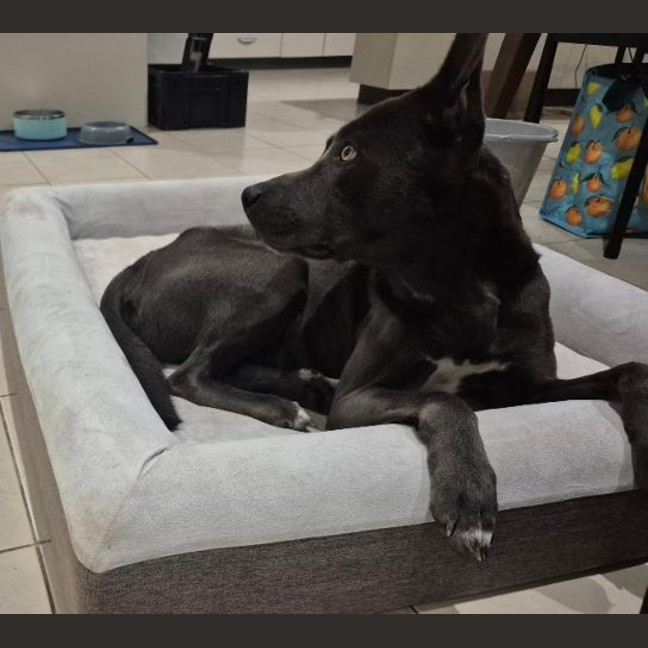 Photo of Asha