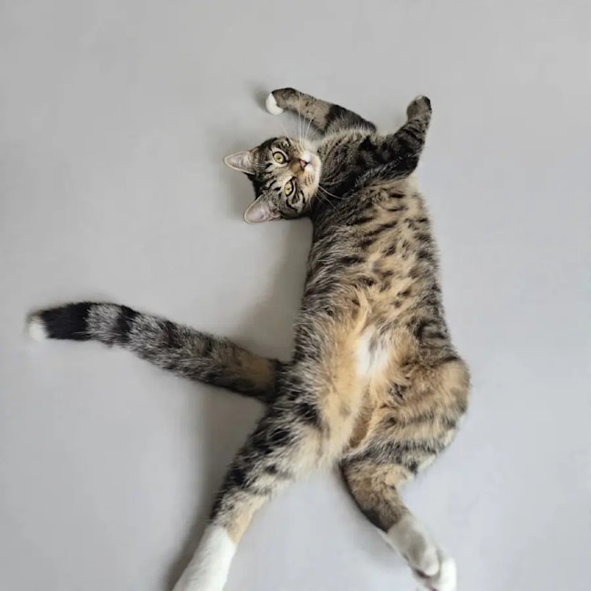 Photo of Bun Bun