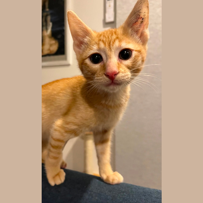 Photo of Cheddar & Swiss