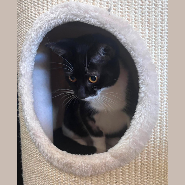 Photo of Sweetie Pie