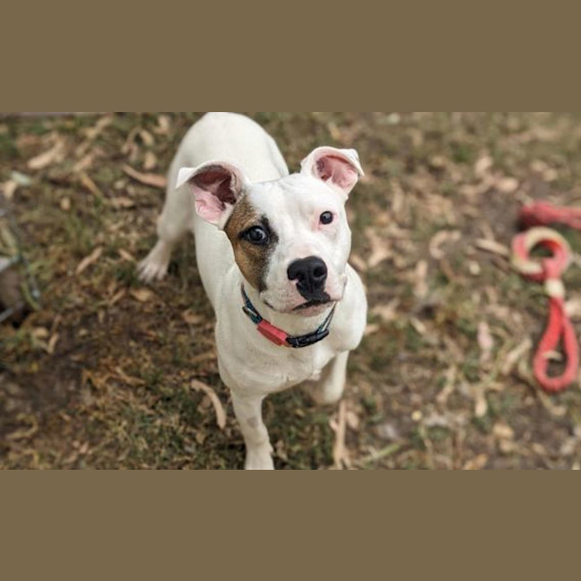 Photo of Patch