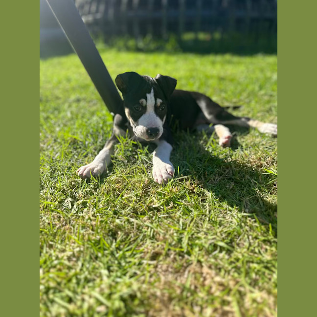 Photo of Tumtum Mc Puff