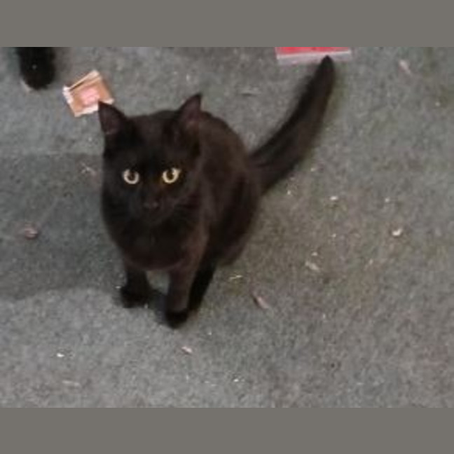 Photo of Shadow