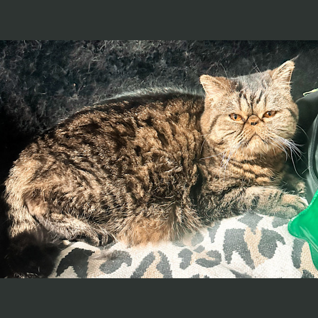 Photo of 🐾Cash🐾