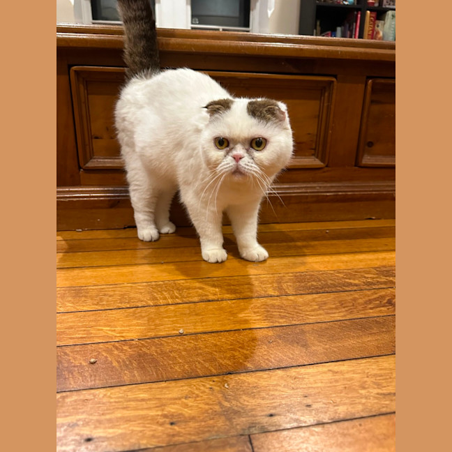 Photo of Moji