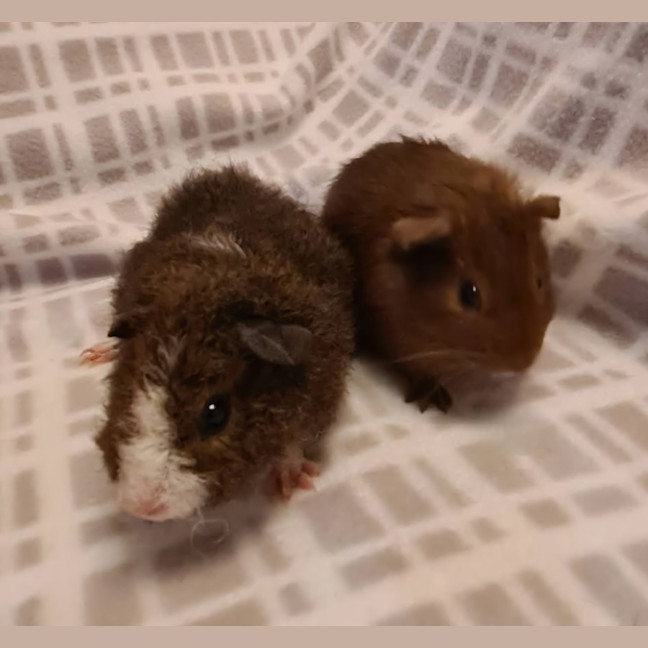 Photo of Jennie & Josie