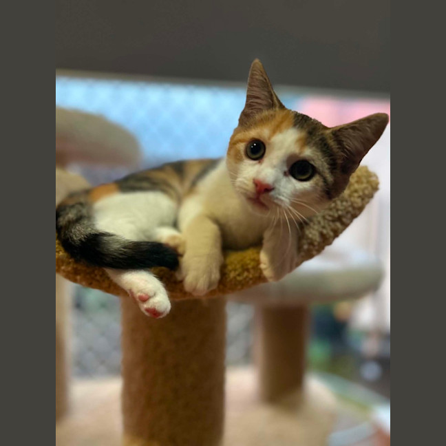 Photo of Cally