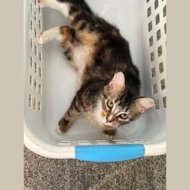 Photo of Molly   Available At Pe Tquarters Glendale