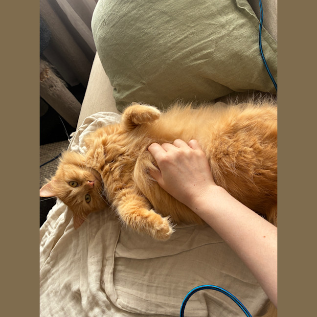 Photo of Juno