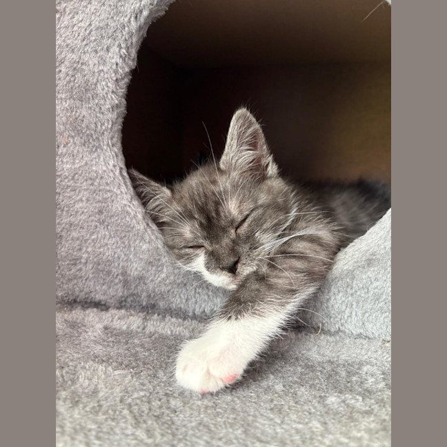Photo of Tarzan