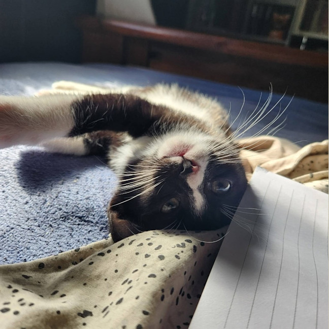 Photo of Sparkles
