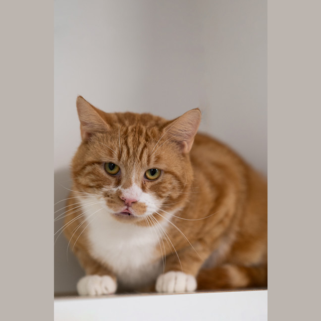 Photo of Chester