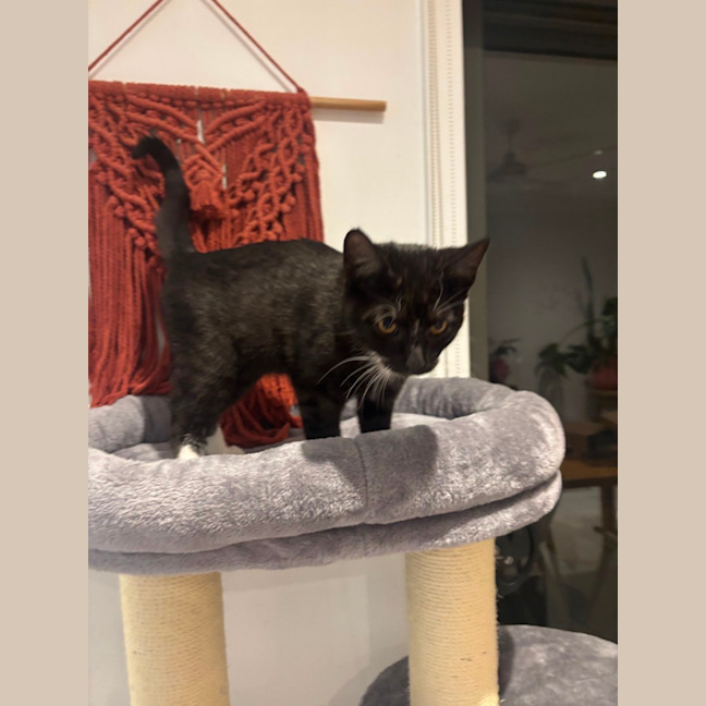Photo of Xavier Meet Me@Petstock Chelsea Store 8/5