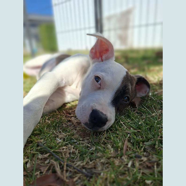 Photo of Dixie