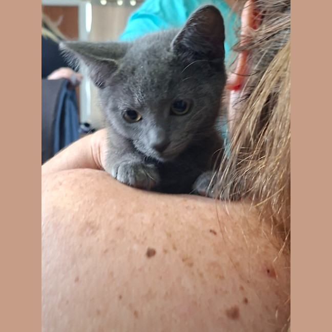 Photo of Rover