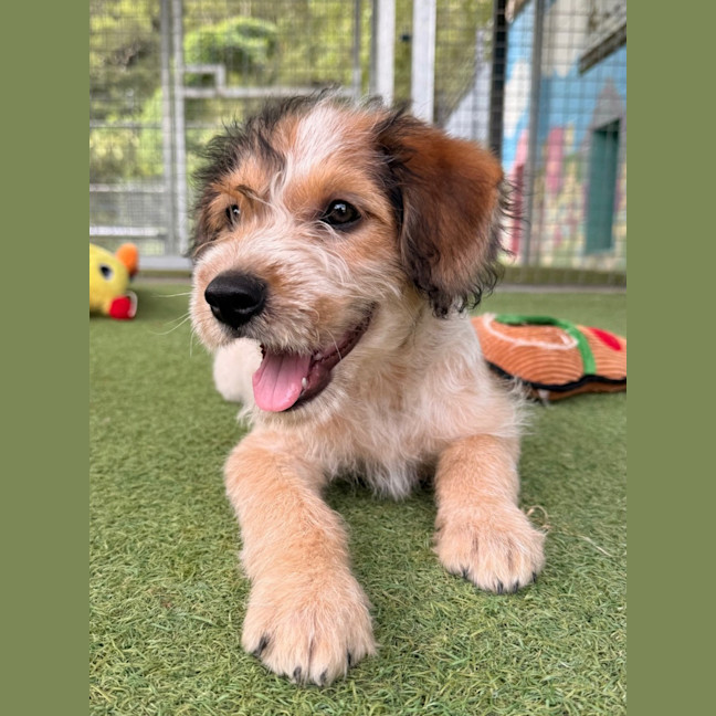 Photo of D1236 Sunny