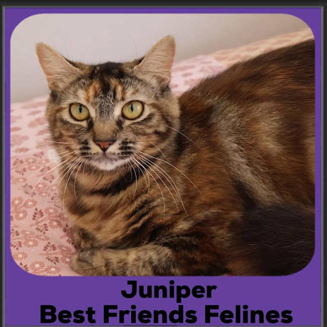Photo of Juniper 