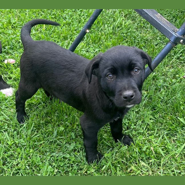 Photo of Puppy 8