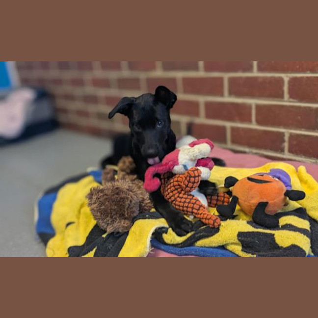 Photo of Peach