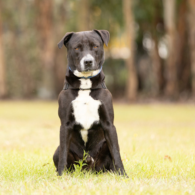 Photo of Whiskey