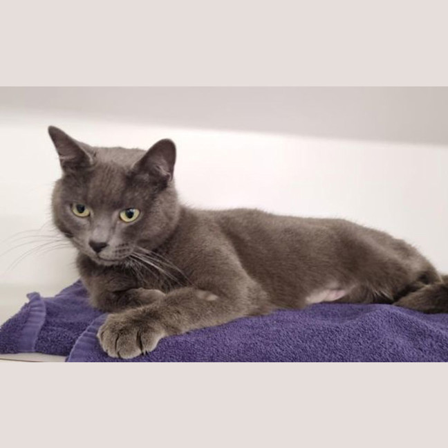 Photo of Minerva