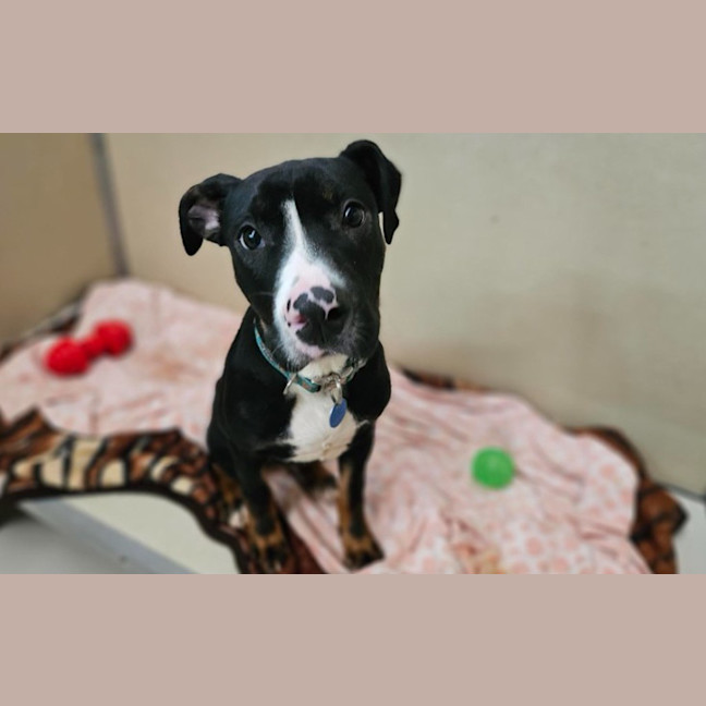 Photo of Apollo