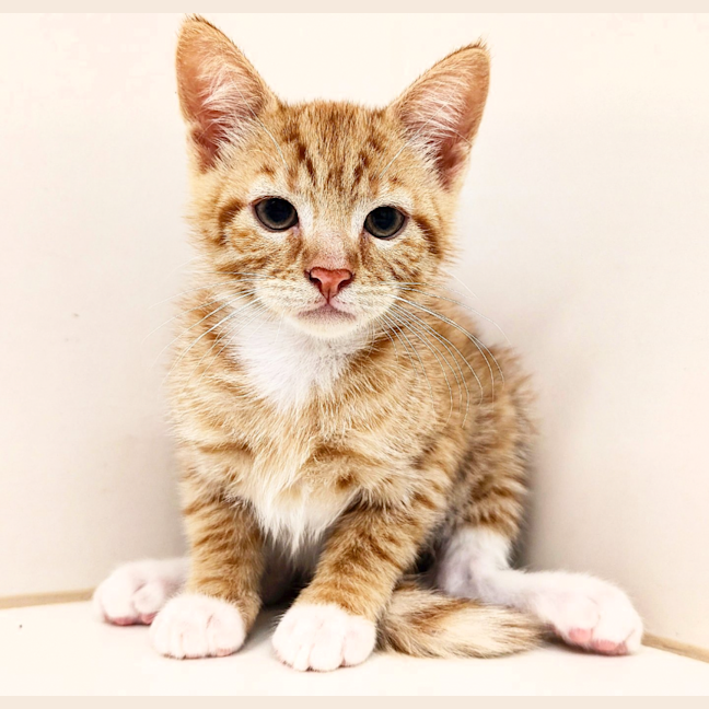 Photo of Meowrio