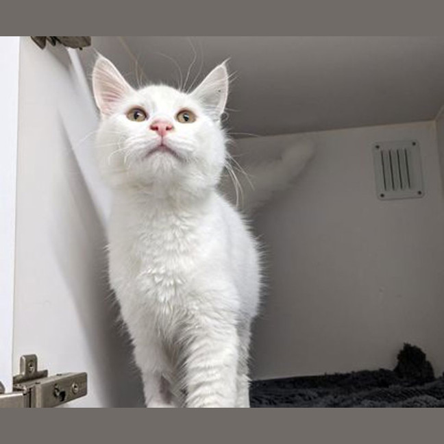 Photo of Falcor